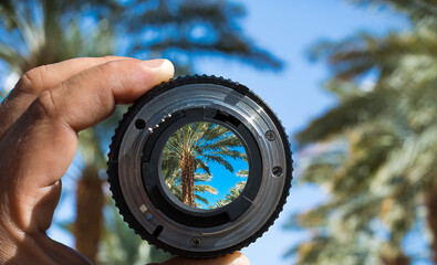 Date palms plantation seen through the lens, concept image, it depicts advanced and GMO free...