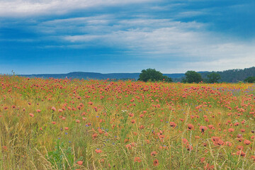 Mohnblume, Feld, Getreide, Blumen, rot, Sommer, Kahla bei Jena, Thüringen, Deutschland