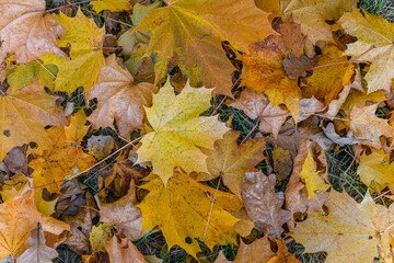 Yellow and orange autumn leaves background. Outdoor.Colorful backround image of fallen autumn leaves. Autumn time on a sunny day.