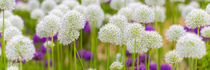 Blooming white and violet decorative onion plant in garden. Flower decorative onion. White and...