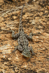 Red-headed Rock Agama - Agama agama, beautiful colored lizard from African gardens and woodlands,...