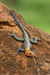 Red-headed Rock Agama - Agama agama, beautiful colored lizard from African gardens and woodlands, Tsavo East, Kenya.