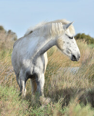 Naklejka premium Portrait of the White Camargue Horse. Provance, France