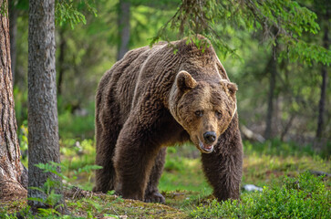 Plakat Big Adult Male of Brown bear walking in summer forest. Front view. Scientific name: Ursus arctos. Summer forest. Natural habitat.