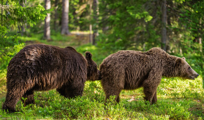Male and female brown bears sniff at each other during the mating season. Scientific name: Ursus...