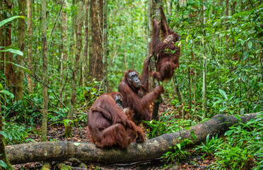Orangutans in a natural habitat. Bornean orangutan (Pongo pygmaeus wurmbii) in the wild nature. Tropical Rainforest of Borneo Island. Indonesia