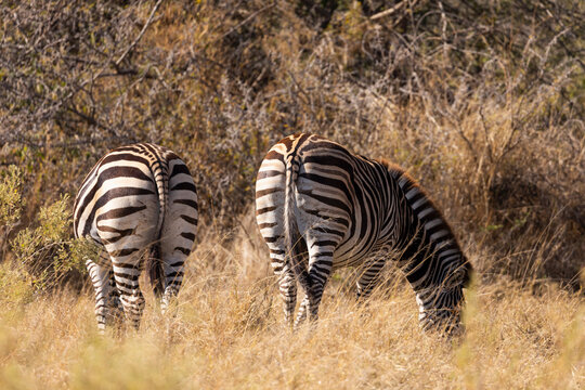 Zebra, Okavango Delta, Botswana