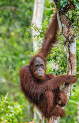 Bornean orangutan on the tree under rain in the wild nature. Central Bornean orangutan ( Pongo...