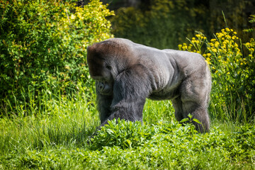 Obraz premium Western Lowland Gorilla Silverback