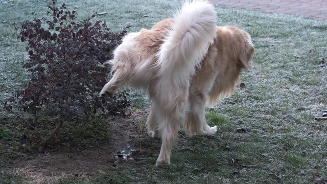 Golden Retriever dog pees on the grass in a park. Dog lift his leg and pee on the grass during the daytime and walks aways.

