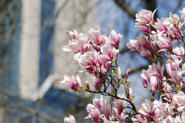 Beautiful magnolia tree blossoms in springtime. Bright magnolia flower against blue sky. Romantic floral backdrop