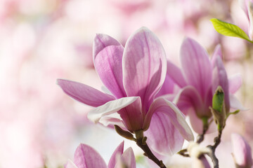 Fototapeta premium Beautiful magnolia tree blossoms in springtime. Bright magnolia flower against blue sky. Romantic floral backdrop