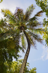 Tropical Palm tree with blue sky Background 