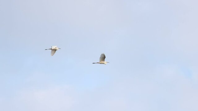 white herons flying in the clear spring sky