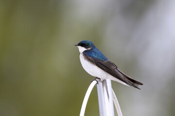 Tree Swallow Perched Showing its Blue Colors