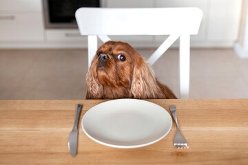 Portrait of a cute dog waiting for meal