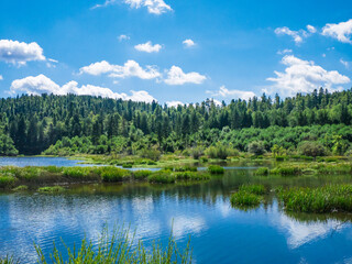 Fototapeta na wymiar Forest on a lake in the Croatian mountains.