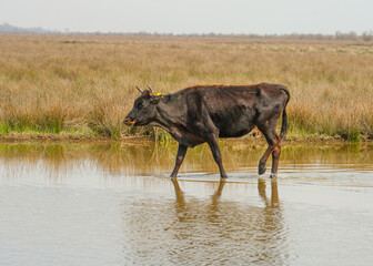 Cows in Romania in the Danube Delta