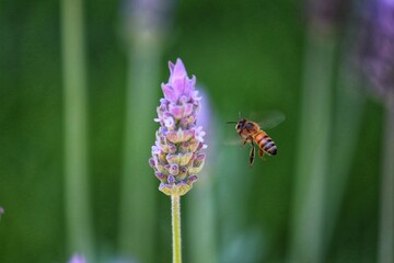 The beauty of the lavender flower.
