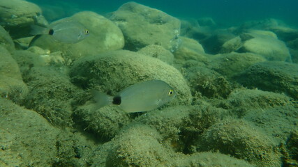 Annular sea bream (Diplodus annularis) undersea, Aegean Sea, Greece, Halkidiki