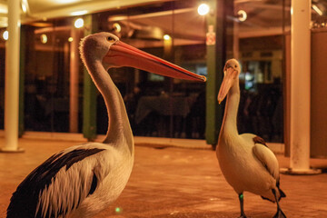 ペリカンのアップ