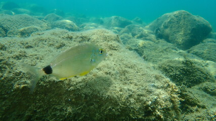 Annular sea bream (Diplodus annularis) undersea, Aegean Sea, Greece, Halkidiki