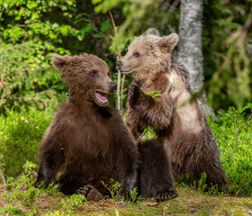 Fototapeta premium Brown Bear Cubs playfully fighting in summer forest. Scientific name: Ursus Arctos Arctos. Natural habitat. summer season.