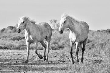 White Camargue Horses on the natural background. Camargue. France. Black and white.