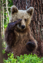 Little bear sits under a pine tree. Cub of Brown Bear in the summer forest. Scientific name: Ursus...