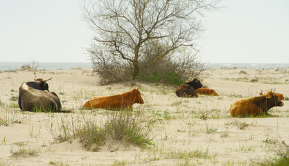 Cows in Romania in the Danube Delta