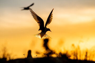 Silhouette of flying common tern. Flying common tern on the red sunset sky background. Scientific name: Sterna hirundo. natural habitat. Russia. Ladoga Lake.