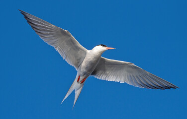 Tern with spread wings in flight. Adult common tern on the blue sky background. Close up, bottom view. Scientific name: Sterna hirundo.Summer season, natural habitat.