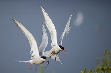 Common terns in flight. A tern with fish in its beak. Sky background. Front view. Scientific name: Sterna hirundo. Ladoga lake. Russia. 