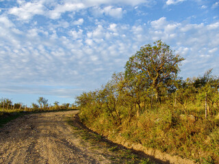 Fototapeta na wymiar Old lonely tree in arid vegetation landscape