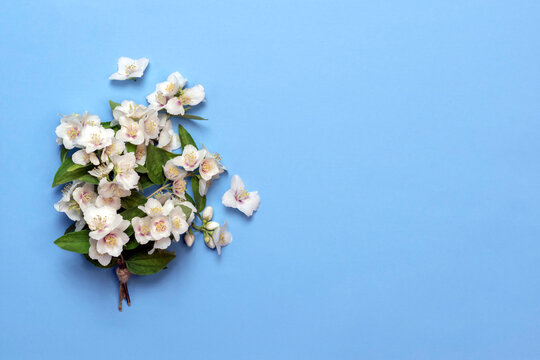 Jasmine flowers on a blue background.Floral greeting card. For the wedding, birthday, or other celebration.Top view.