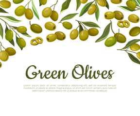 Green olives banner template. Organic olive oil, natural cosmetics, health care products packaging, advertising vector illustration
