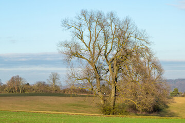 Solitary Trees in February 2022 on the Limes Cycle Path close to Grüningen in Hessia, Germany
