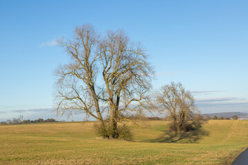 Solitary Trees in February 2022 on the Limes Cycle Path close to Grüningen in Hessia, Germany