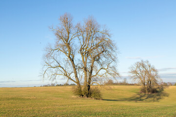 Solitary Trees in February 2022 on the Limes Cycle Path close to Grüningen in Hessia, Germany