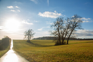 Obraz premium Limes Cycling Path with back light and some solitary old trees close to Watzenborn in Hessia, Germany