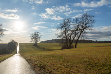 Limes Cycling Path with back light and some solitary old trees close to Watzenborn in Hessia,...