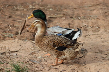 The Rouen is a heavyweight breed of domesticated duck raised primarily for decoration, exhibition or as general purpose ducks. The breed originated in France sometime before the 19th century. 