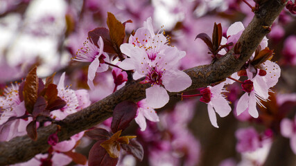 tree blossom