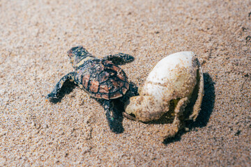 Baby turtle born on the beach - Tamandare - Pernambuco - Brazil