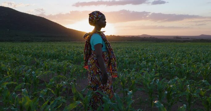Close-up portrait. Black African woman farmer in traditional clothing standing in a large corn crop at sunset. Irrigation in background