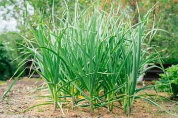 Luxuriant green sprouts of garlic grow covered with mulch lined up in rows in garden on summer day....