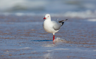 Silver Gull (Chroicocephalus novaehollandiae) wading in the sea at the shoreline of a beach in Western Australia