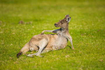 Western Grey Kangaroo (Macropus fuliginosus) lies in the grass and scratches its body © Chris