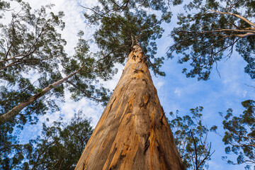 Fototapeta premium Karri tree (Eucalyptus diversicolor); looking upwards along the trunk of a Eucalyptus tree