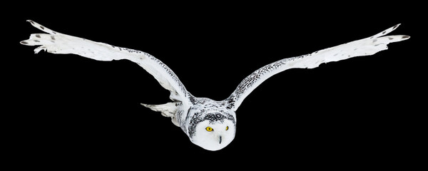 Owl in flight isolated on black background. Snowy owl, Bubo scandiacus, flies with spread wings....